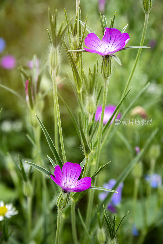 在野花草地上的粟米草(Agrostemma githago)花——库存照片